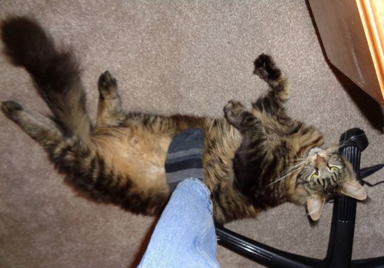 15857152_1403492283028810_952517522_o